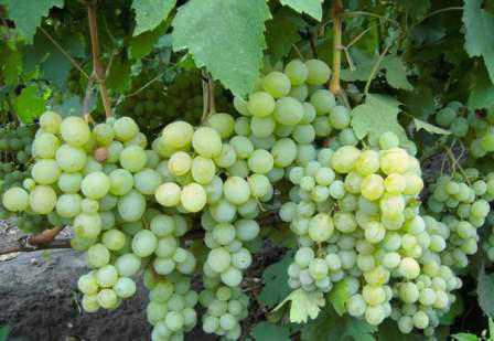 Особенности винограда Атаман: фото,