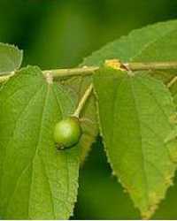Полезные свойства листьев вишни, лечебные